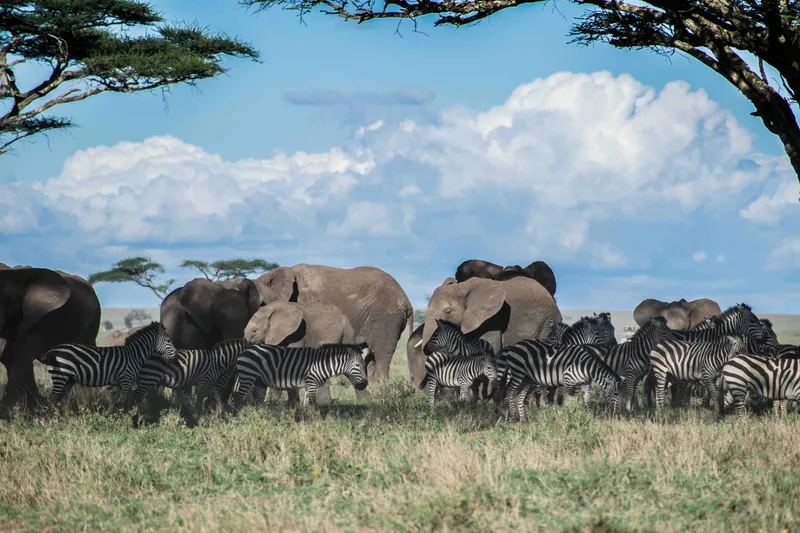 A herd of elephants out in the safari